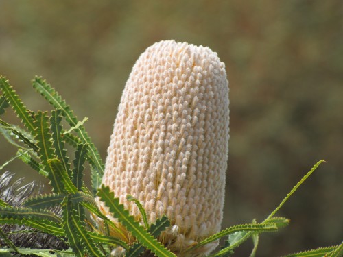 Banksia flower, Pangarinda Arboretum