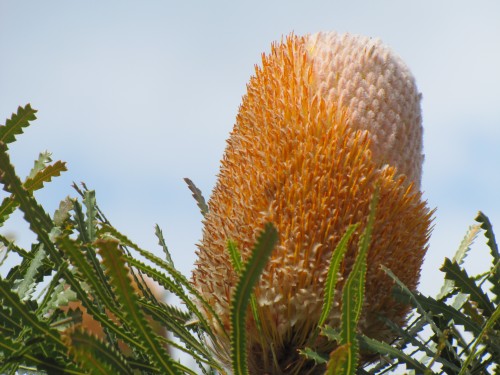 Banksia flower, Pangarinda Arboretum