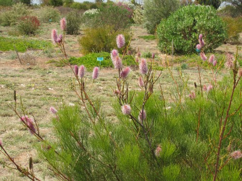 Wildflowers at Pangarinda Arboretum