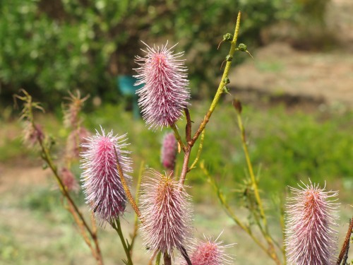 Wildflowers at Pangarinda Arboretum