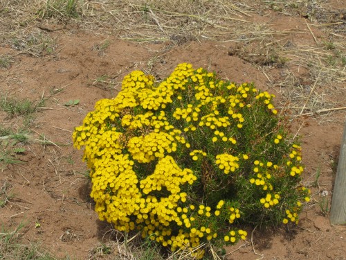 Wildflowers at Pangarinda Arboretum