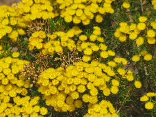 Wildflowers at Pangarinda Arboretum