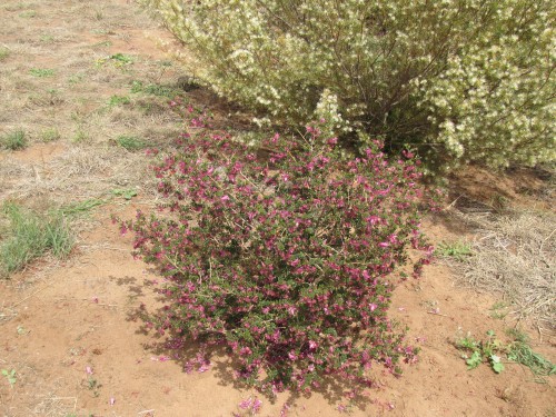 Eremophila flowers, Pangarinda Arboretum, South Australia