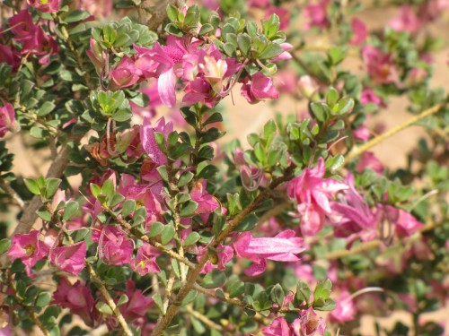 Eremophila flowers, Pangarinda Arboretum, South Australia