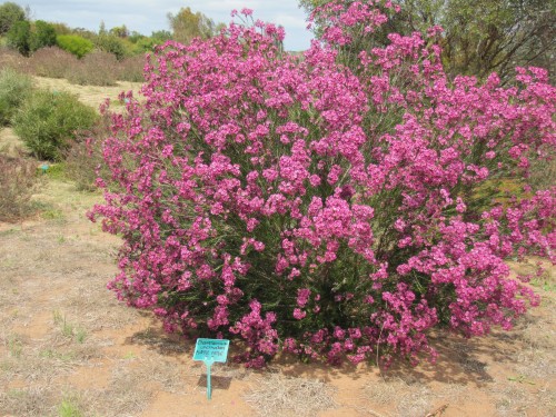 Chamelaucium bush, Pangarinda Arboretum, South Australia