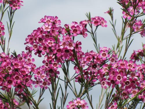 Chamelaucium bush, Pangarinda Arboretum, South Australia