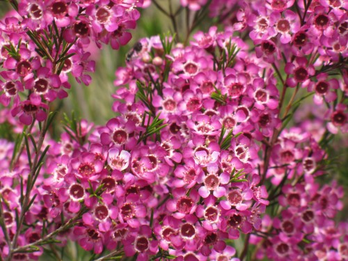 Chamelaucium bush, Pangarinda Arboretum, South Australia