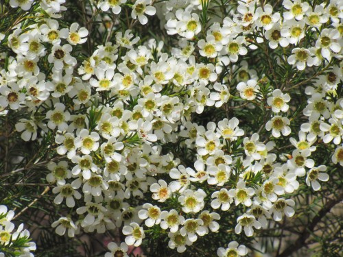 Chamelaucium bush, Pangarinda Arboretum, South Australia