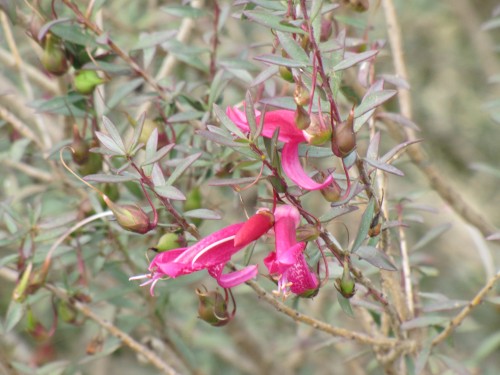 Eremophila flowers, Pangarinda Arboretum, South Australia