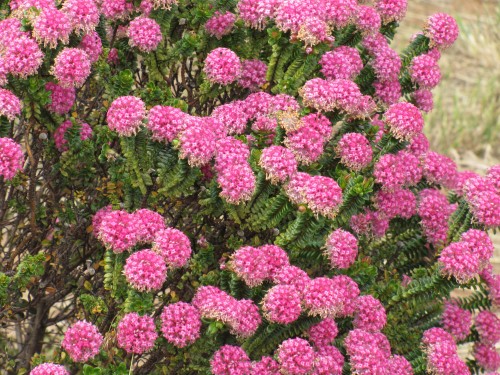 Pangarinda Arboretum, Wellington, South Australia