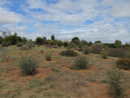 Pangarinda Arboretum, Wellington, South Australia