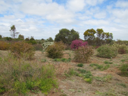 Pangarinda Arboretum, Wellington, South Australia