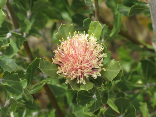 At Pangarinda Arboretum, Wellington, South Australia
