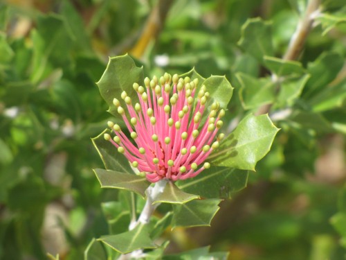 At Pangarinda Arboretum, Wellington, South Australia