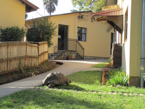 School tortoise, Bingham Academy, Addis Ababa