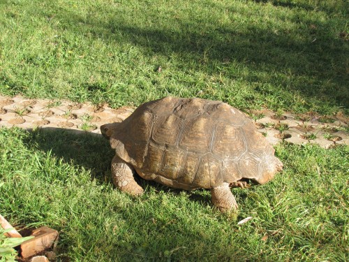 School tortoise, Bingham Academy, Addis Ababa