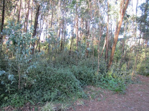 Eucalyptus forest, Bingham Academy, Addis Ababa