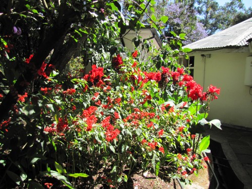 Garden of the Addis Ababa Fistula Hospital, Ethiopia