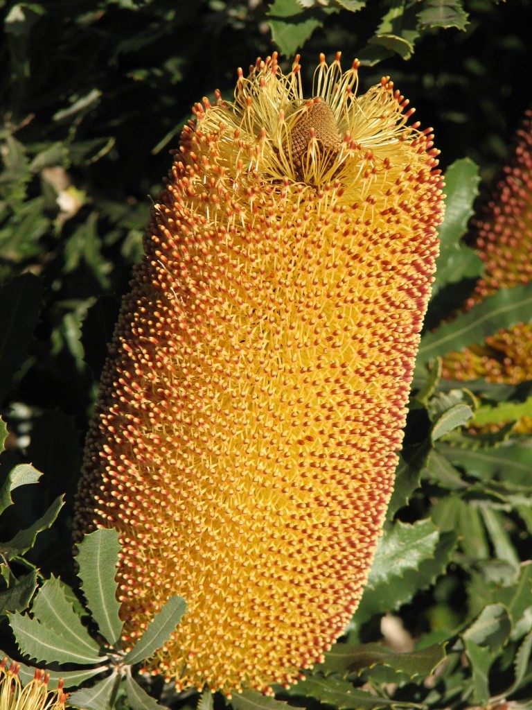Banksia flower Trevor's Travels