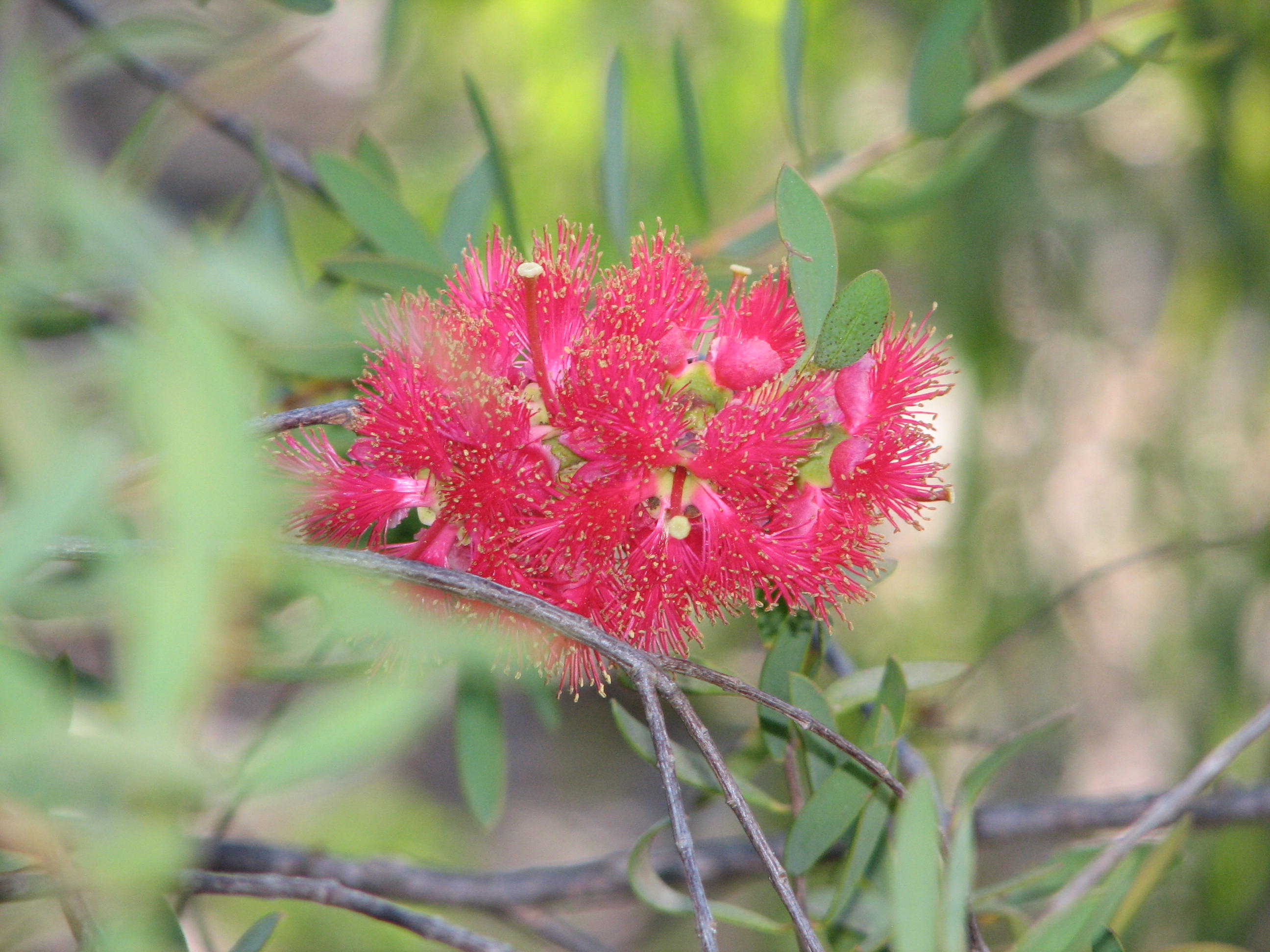 Flowers in the Australian National Botanic Gardens, Canberra Trevor's Travels