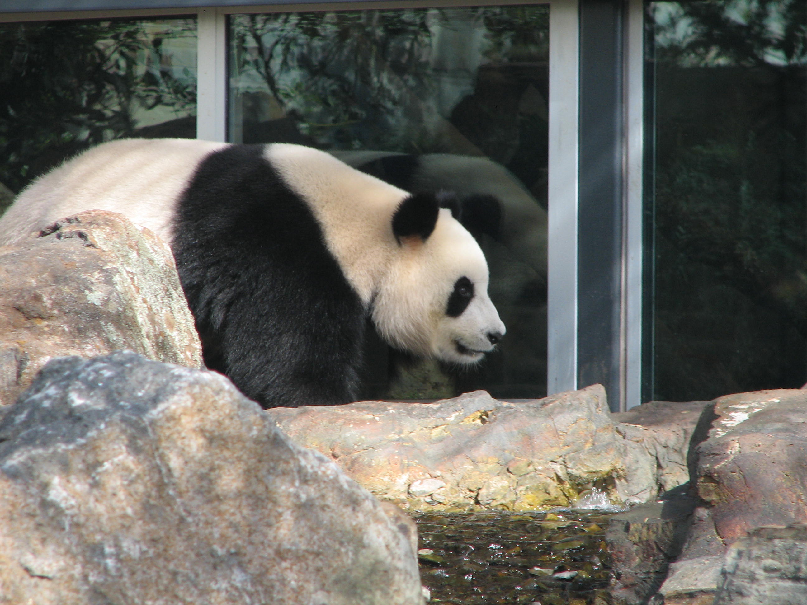 Giant Panda, Adelaide Zoo, South Australia - Trevor's Travels
