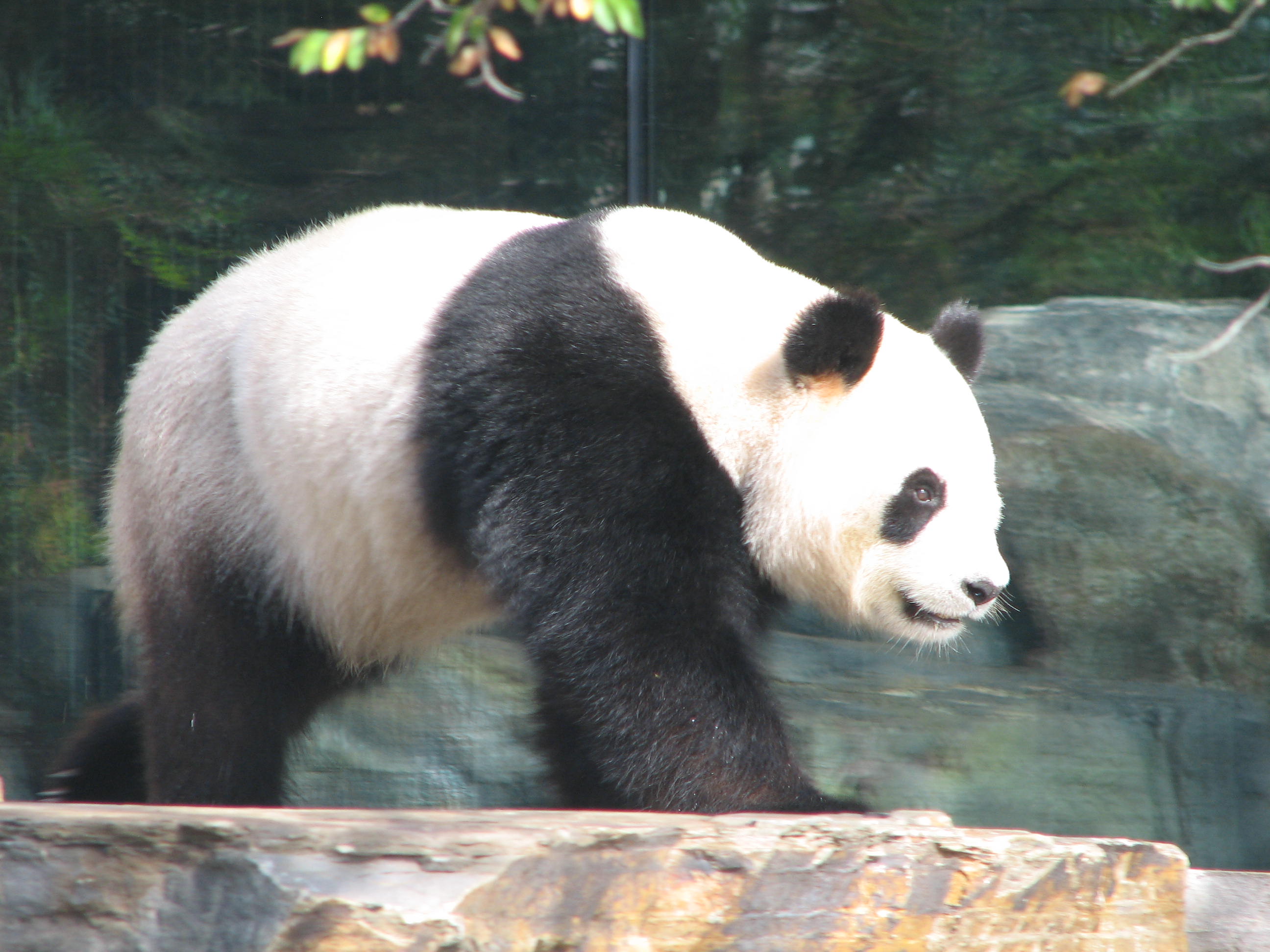 pandas at the adelaide zoo