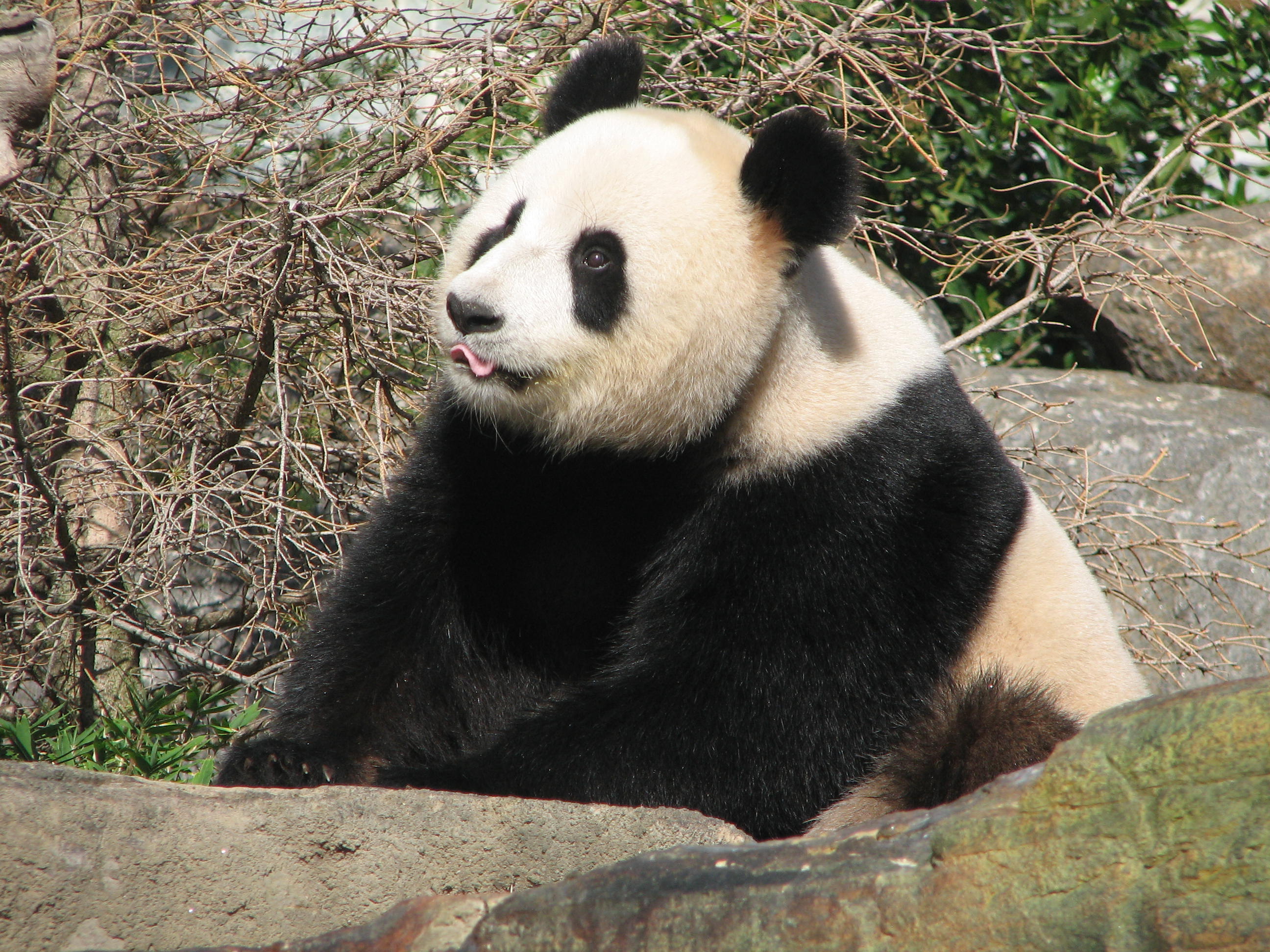 Giant Panda, Adelaide Zoo, South Australia - Trevor's Travels
