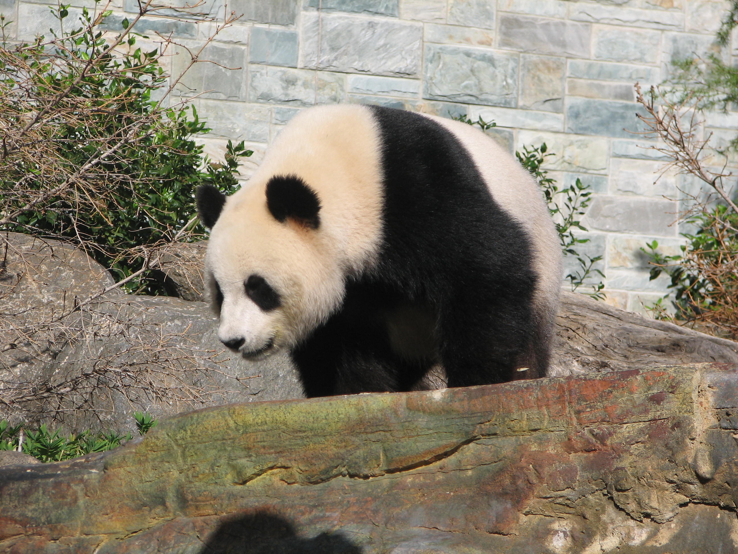 Giant Panda, Adelaide Zoo, South Australia - Trevor's Travels