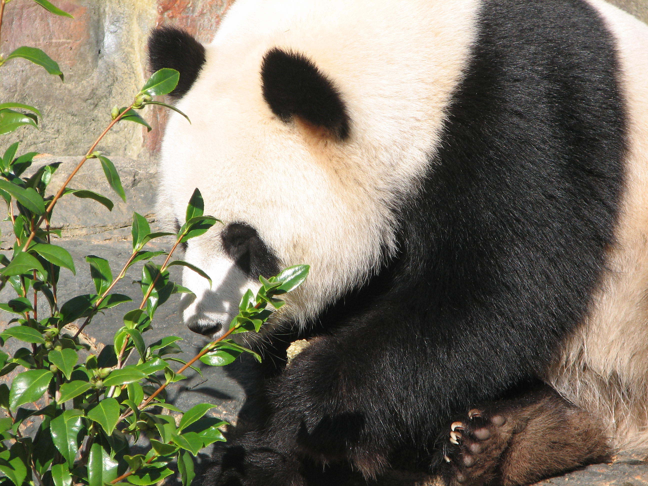 Giant Panda, Adelaide Zoo, South Australia - Trevor's Travels