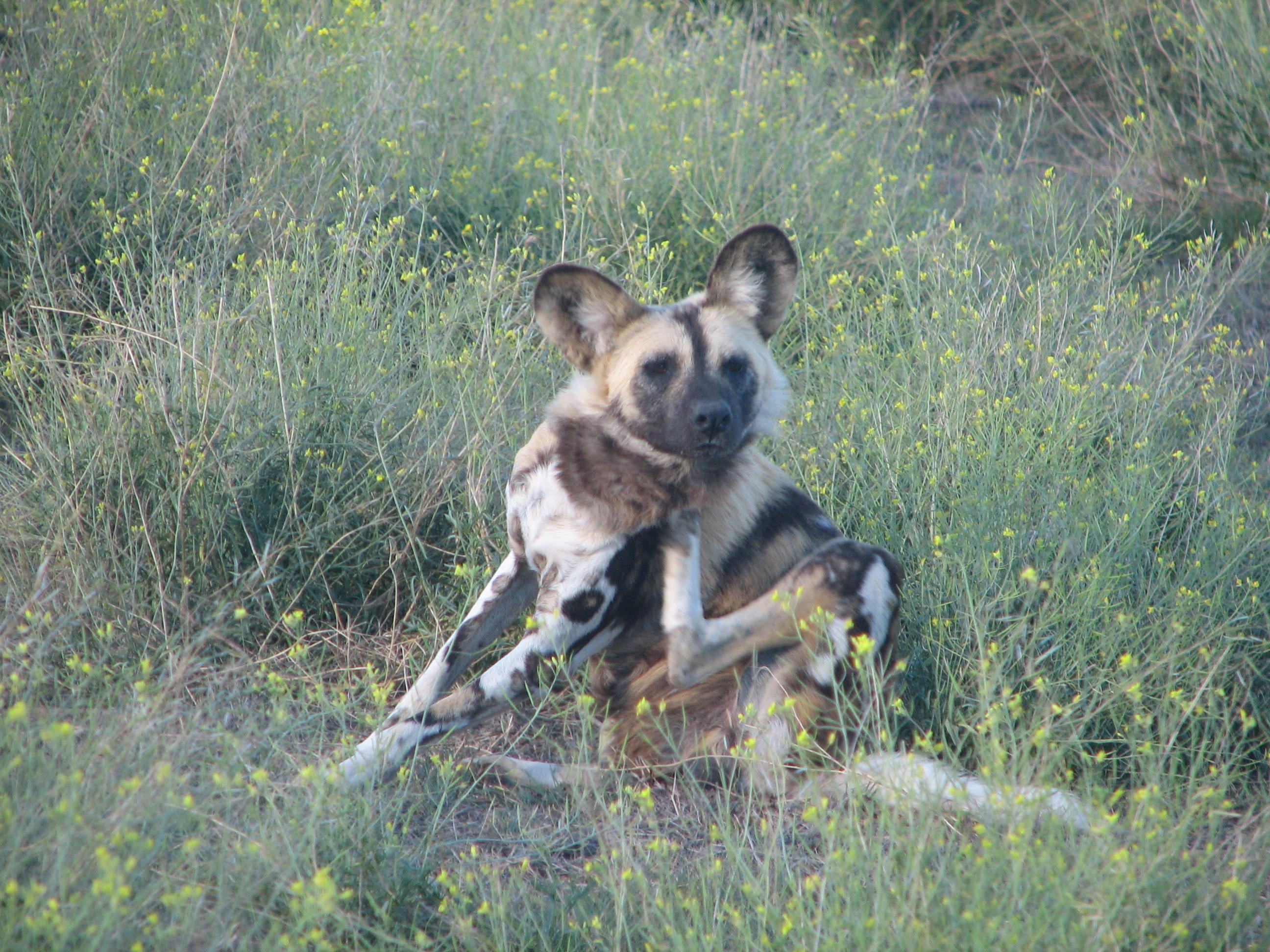 wild dogs australia wild dogs australia