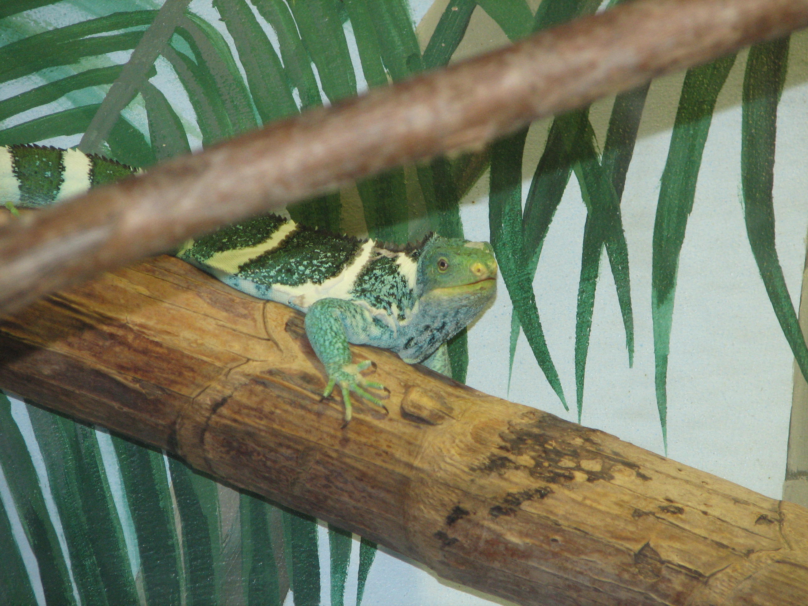 Reptile, Taronga Park Zoo, Sydney Trevor's Travels