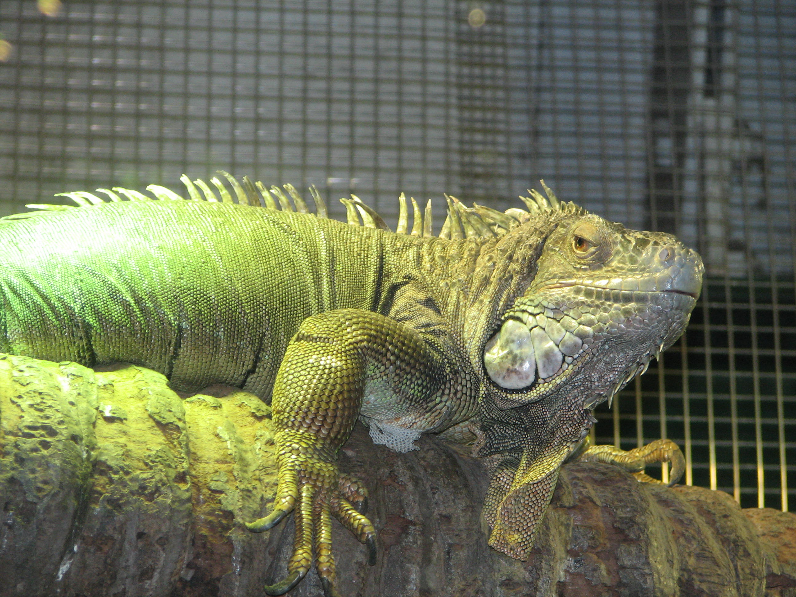 Reptile, Taronga Park Zoo, Sydney Trevor's Travels