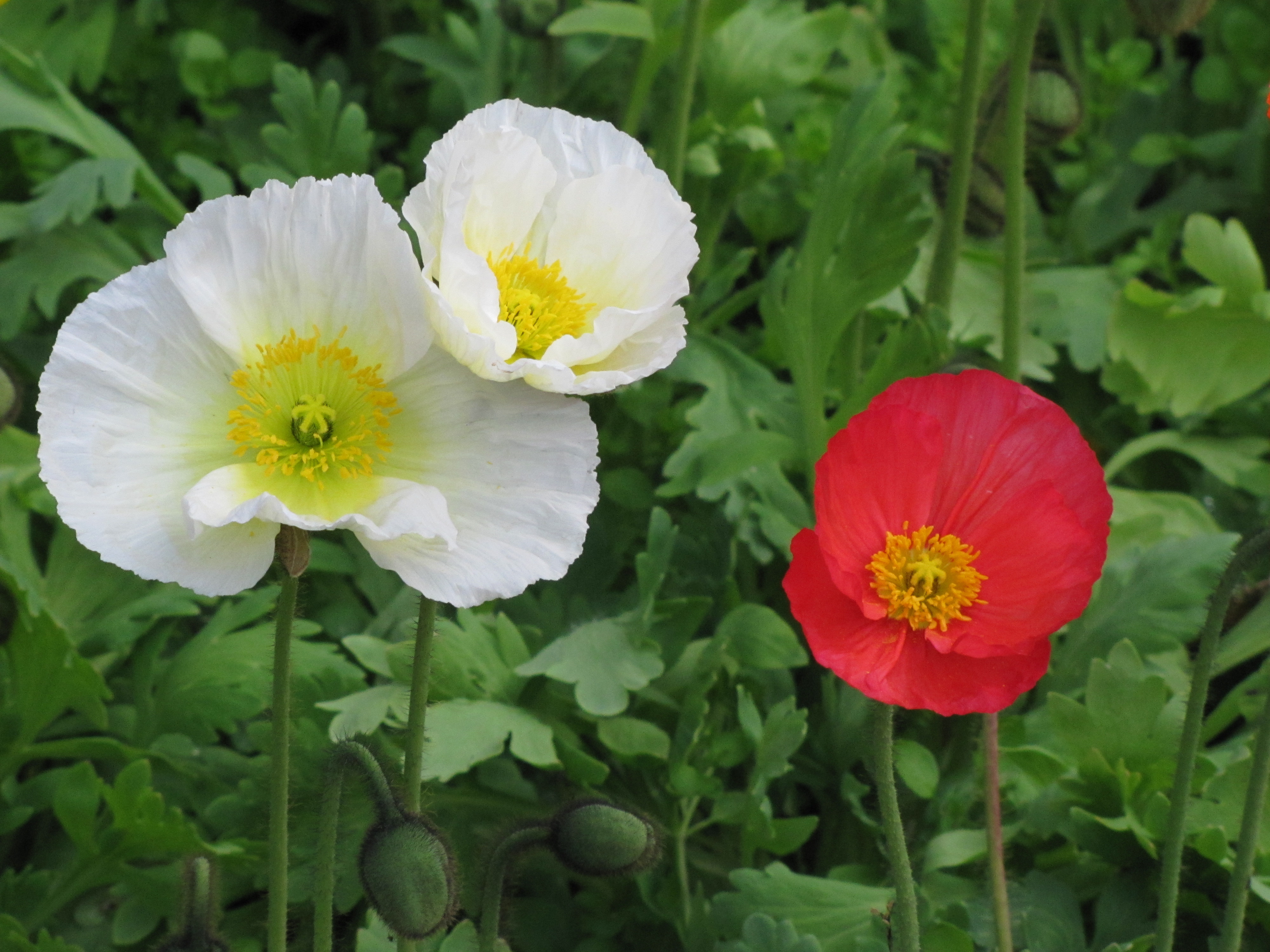 Wagga Wagga Botanic Gardens Trevor's Travels