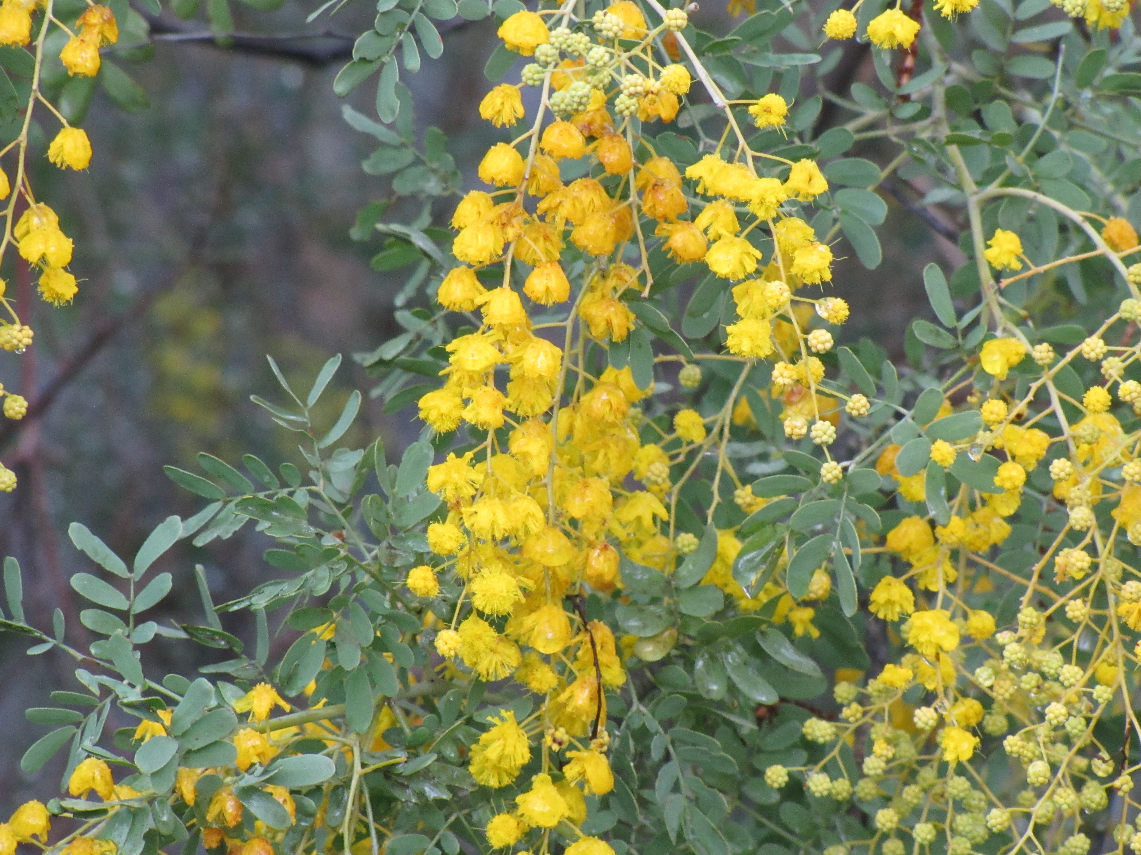 Australian native plants in an Adelaide Hills garden (Acacia) Trevor