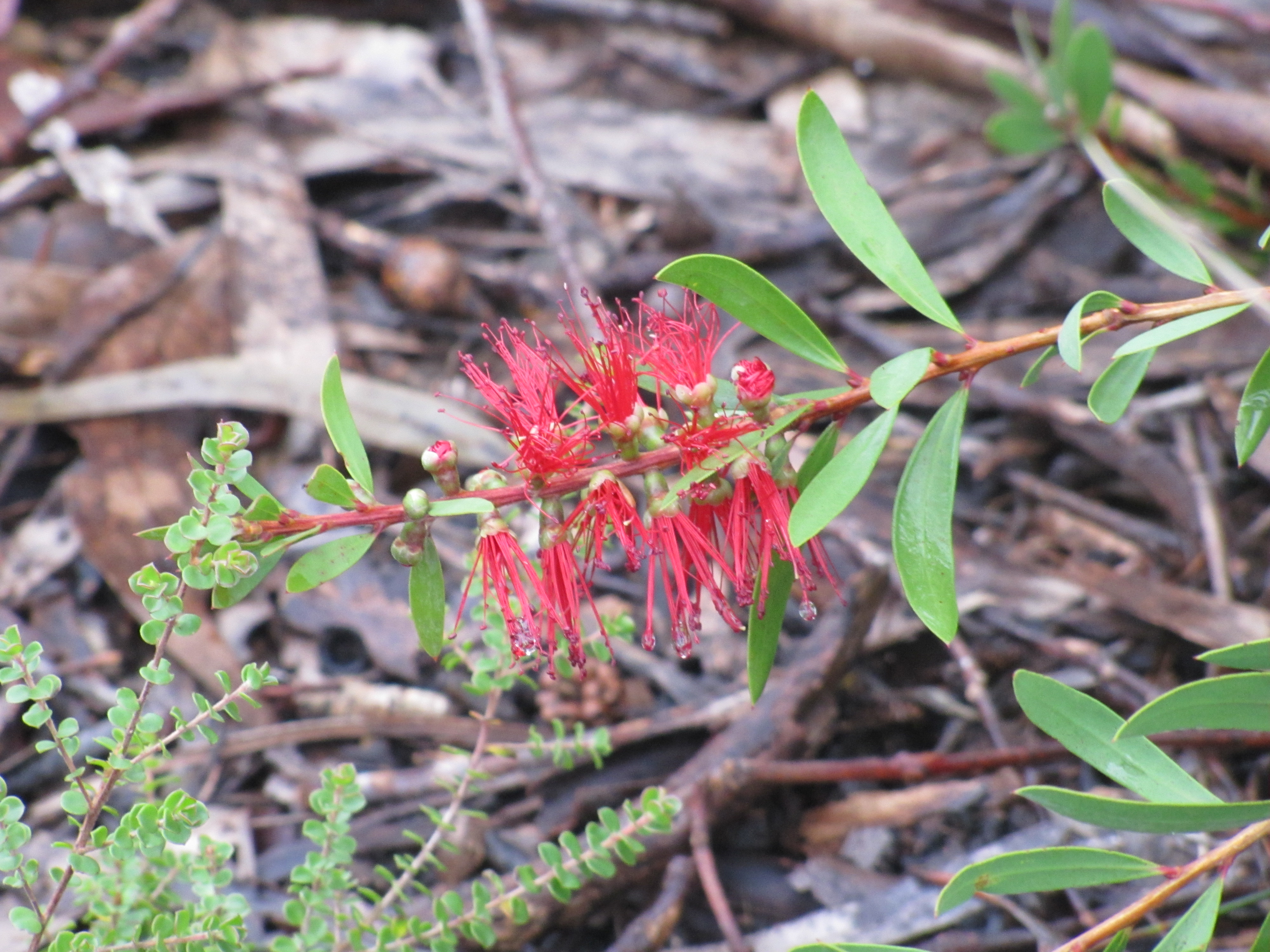 Australian native plants in an Adelaide Hills garden Trevor's Travels