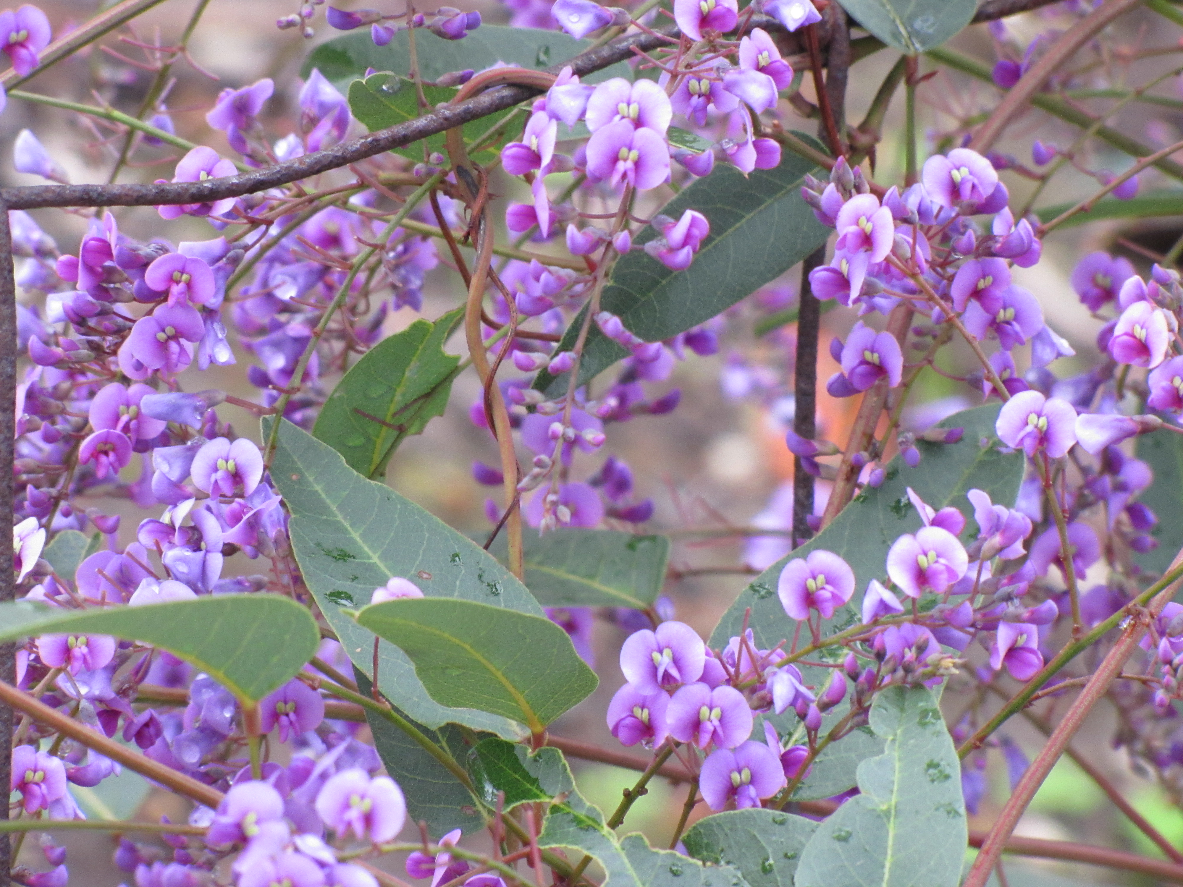 Australian native plants in an Adelaide Hills garden (Hardenbergia) Trevor