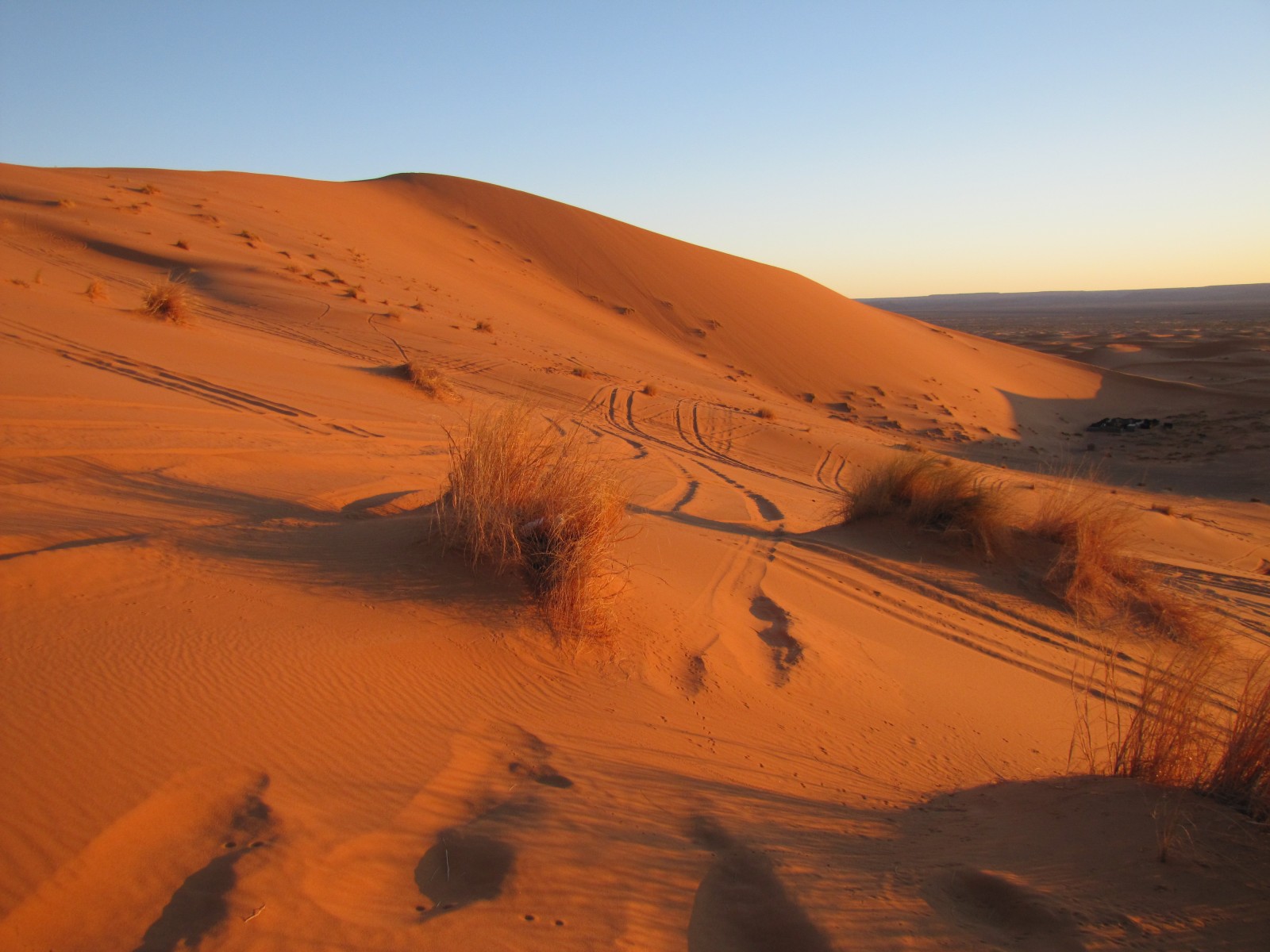Sahara Desert растения