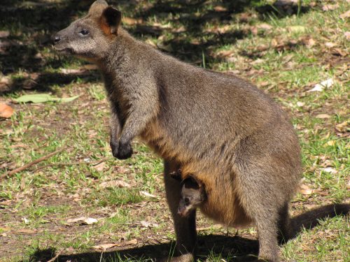 Swamp wallaby and joey in pouch Sydney