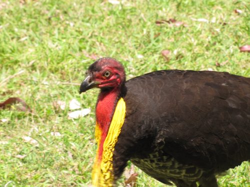 Australian Brush Turkey, Sydney