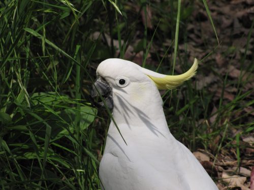 Sulphur-crested Cockatoo, Sydney