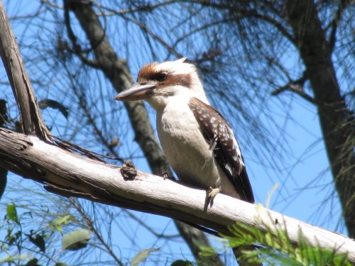 Laughing Kookaburra Sydney