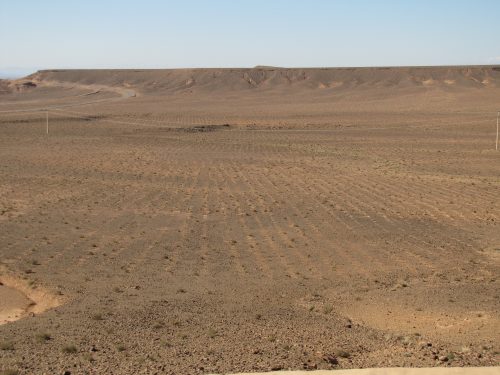 Australian saltbush plantation in Morocco