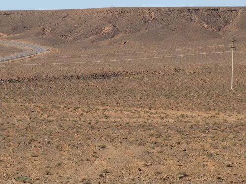 Australian saltbush plantation in Morocco