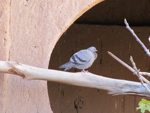 Rock Dove