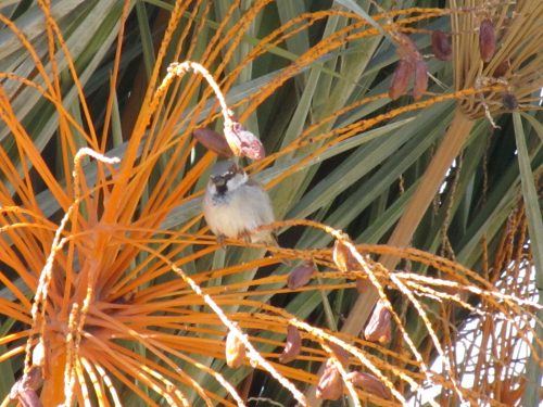 House Sparrow (male)