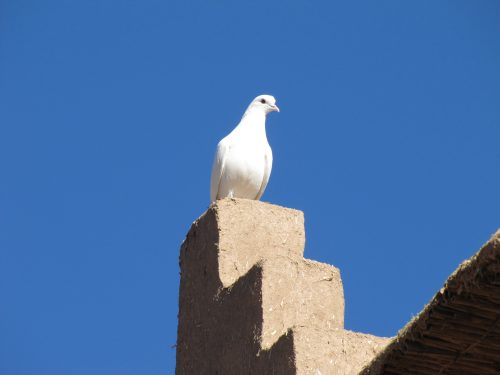 Rock Dove